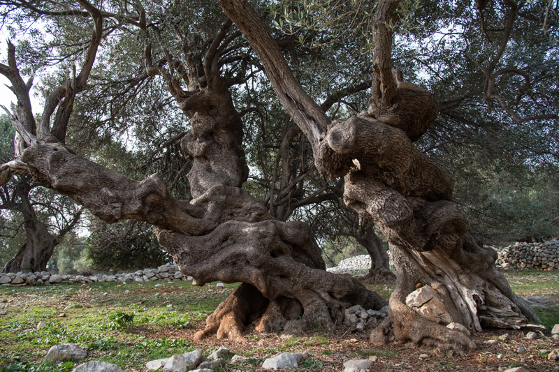 Berba maslina u Lunu, foto: V. Pesic