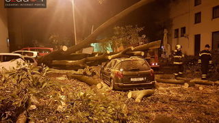 Jak vjetar srušio stablo na parkirane automobile kod OŠ Petar Preradović na Poluotoku