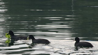 Liske u uvali Bregdetti