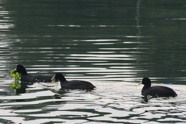 Liske u uvali Bregdetti