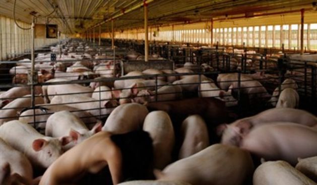 Gola umjetnica živi sa svinjama, foto: mirukim.com