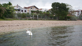 Labudovi u Bibinjama 6. svibnja 2013. Foto: Leo banić Labudovi u Bibinjama 6. svibnja 2013. Foto: Leo banić