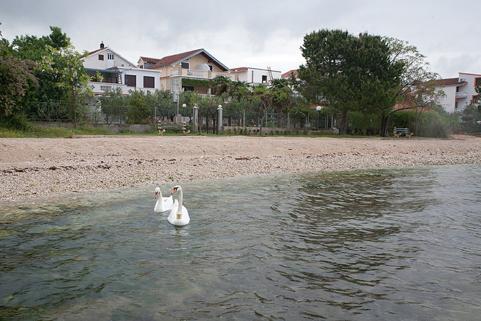 Labudovi u Bibinjama 6. svibnja 2013. Foto: Leo banić Labudovi u Bibinjama 6. svibnja 2013. Foto: Leo banić
