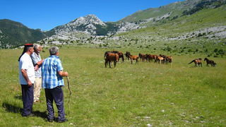Velebit: Konji u Libinju