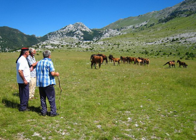 Velebit: Konji u Libinju