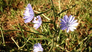 Jutarnji đir Puta Bajlom, foto: Iva Perinčić