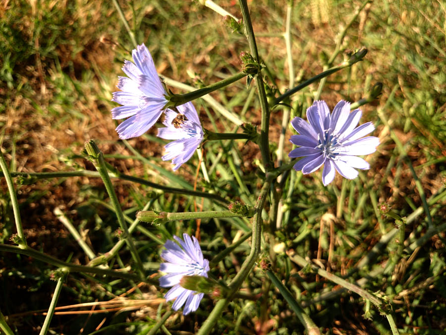 Jutarnji đir Puta Bajlom, foto: Iva Perinčić