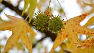 Prekrasne boje bjelovarske jeseni, Photo: Damir Špehar/PIXSELL