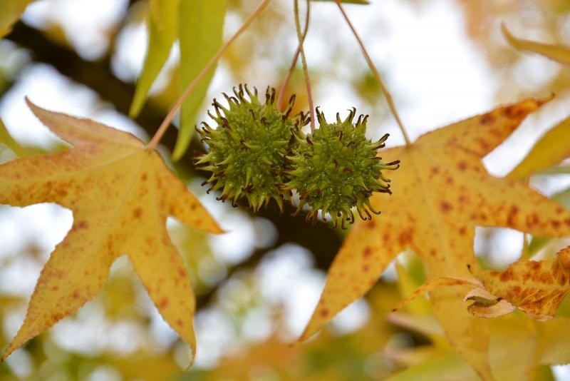 Prekrasne boje bjelovarske jeseni, Photo: Damir Špehar/PIXSELL