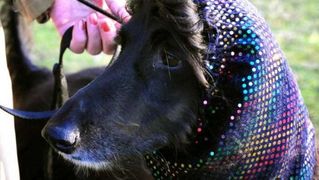 Izložba pasa Crufts 2009 u Birminghamu (Javno.hr)