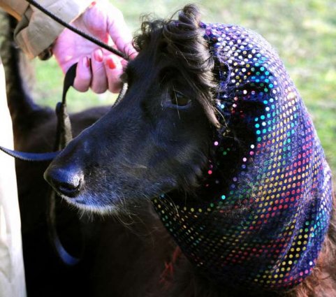 Izložba pasa Crufts 2009 u Birminghamu (Javno.hr)