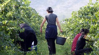 Drniš: Berba grožđa sa više od milijun čokota vinove loze, Photo: Duško Jaramaz/PIXSELL