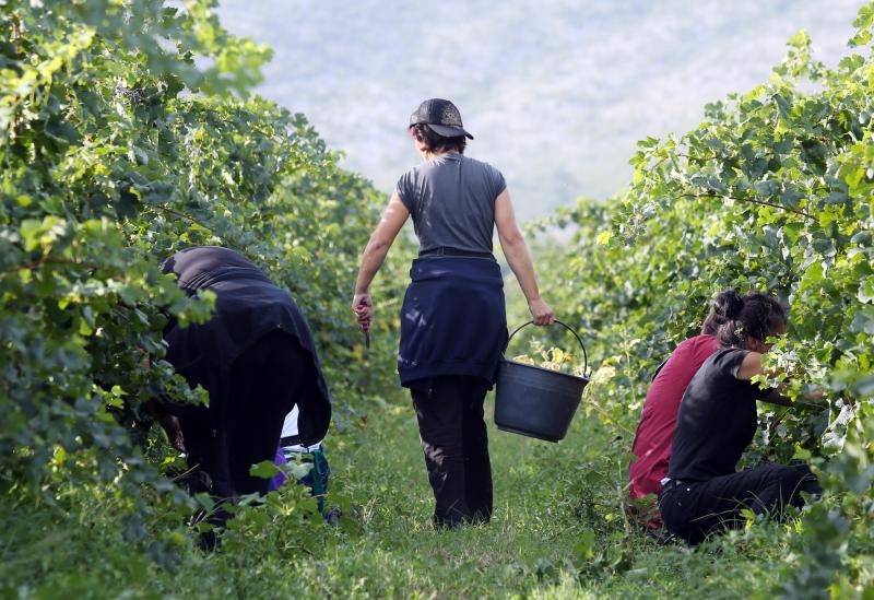 Drniš: Berba grožđa sa više od milijun čokota vinove loze, Photo: Duško Jaramaz/PIXSELL