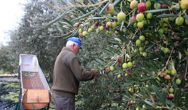 U berbi maslina, Foto: Leo Banić