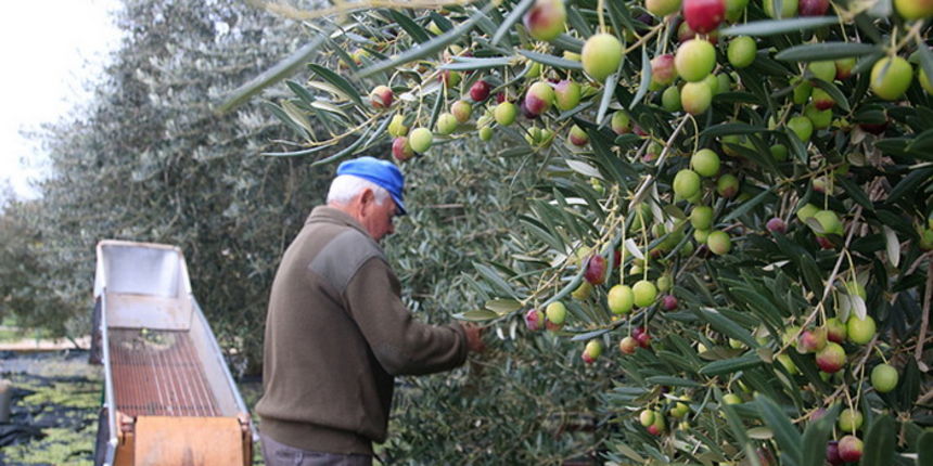 U berbi maslina, Foto: Leo Banić U berbi maslina, Foto: Leo Banić