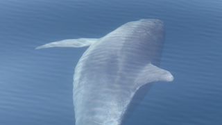 Razigrani dupini na Kornatima i kod Dugog otoka