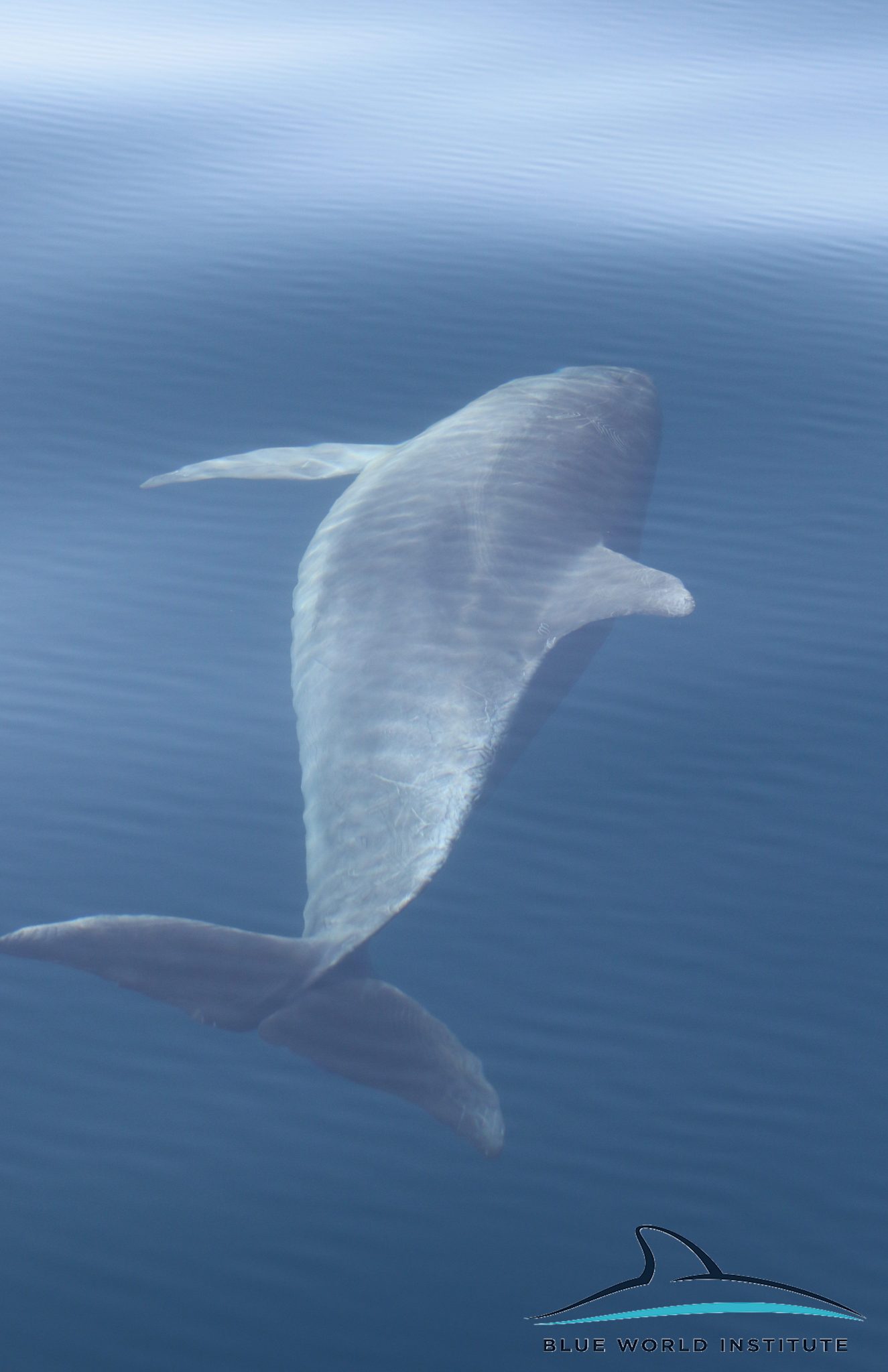 Razigrani dupini na Kornatima i kod Dugog otoka