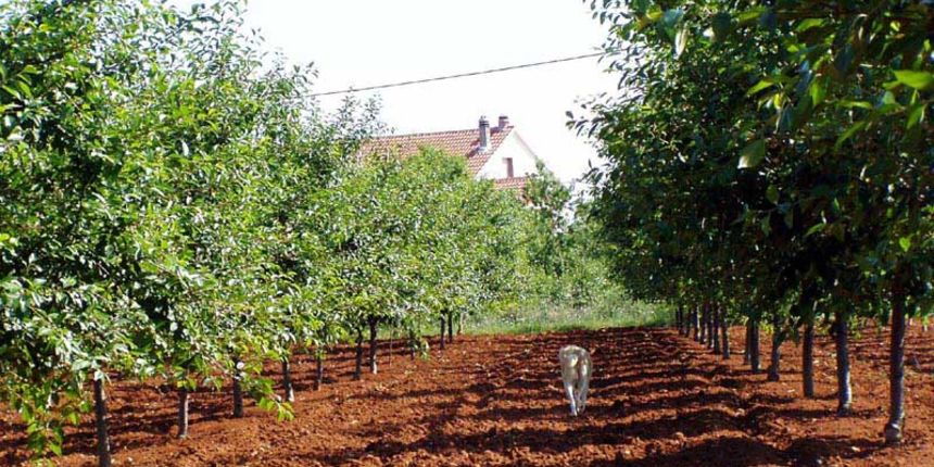 Škabrnja – poljoprivreda/Foto: www.skabrnja.com