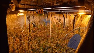 Na Krku pronađena četiri ilegalna laboratorija za uzgoj kanabisa, pritvoreno troje osumnjičenika Na Krku pronađena četiri ilegalna laboratorija za uzgoj kanabisa, pritvoreno troje osumnjičenika