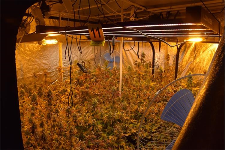 Na Krku pronađena četiri ilegalna laboratorija za uzgoj kanabisa, pritvoreno troje osumnjičenika Na Krku pronađena četiri ilegalna laboratorija za uzgoj kanabisa, pritvoreno troje osumnjičenika