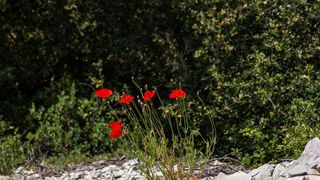 Nedjeljnja šetnja od Dikla do Pinije, Foto: Mladen Radolović Mrlja Nedjeljnja šetnja od Dikla do Pinije, Foto: Mladen Radolović Mrlja