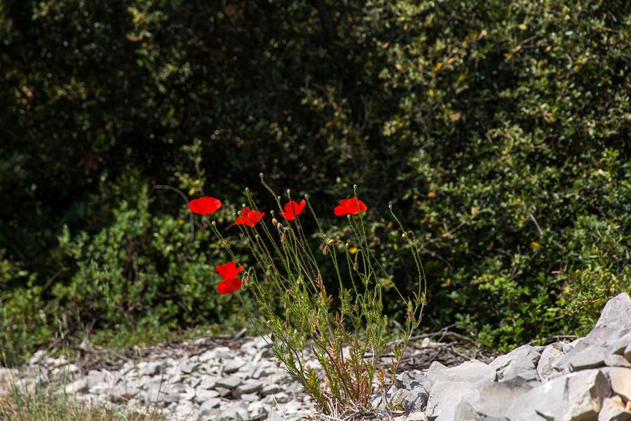 Nedjeljnja šetnja od Dikla do Pinije, Foto: Mladen Radolović Mrlja Nedjeljnja šetnja od Dikla do Pinije, Foto: Mladen Radolović Mrlja