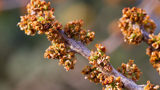 Priroda, cvijece, livada, sparoge, foto: Leo Banic