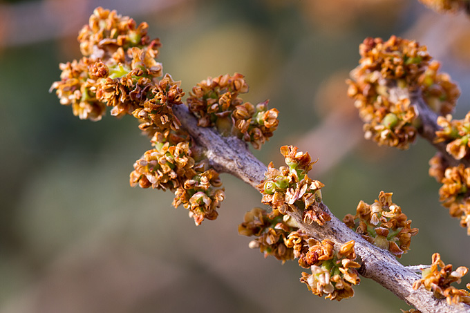 Priroda, cvijece, livada, sparoge, foto: Leo Banic