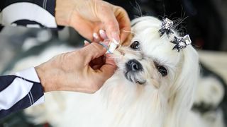 Izložba pasa na Zagrebačkom velesajmu Izložba pasa na Zagrebačkom velesajmu