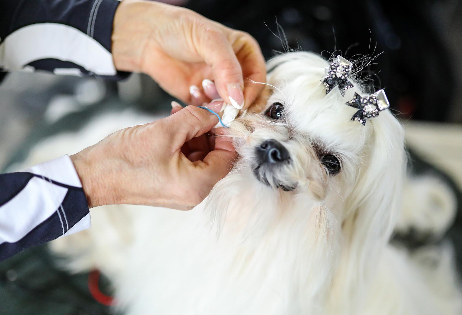 Izložba pasa na Zagrebačkom velesajmu Izložba pasa na Zagrebačkom velesajmu