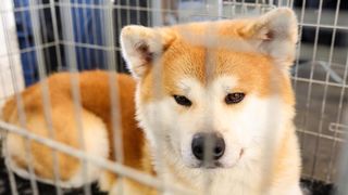 Izložba pasa na Zagrebačkom velesajmu Izložba pasa na Zagrebačkom velesajmu