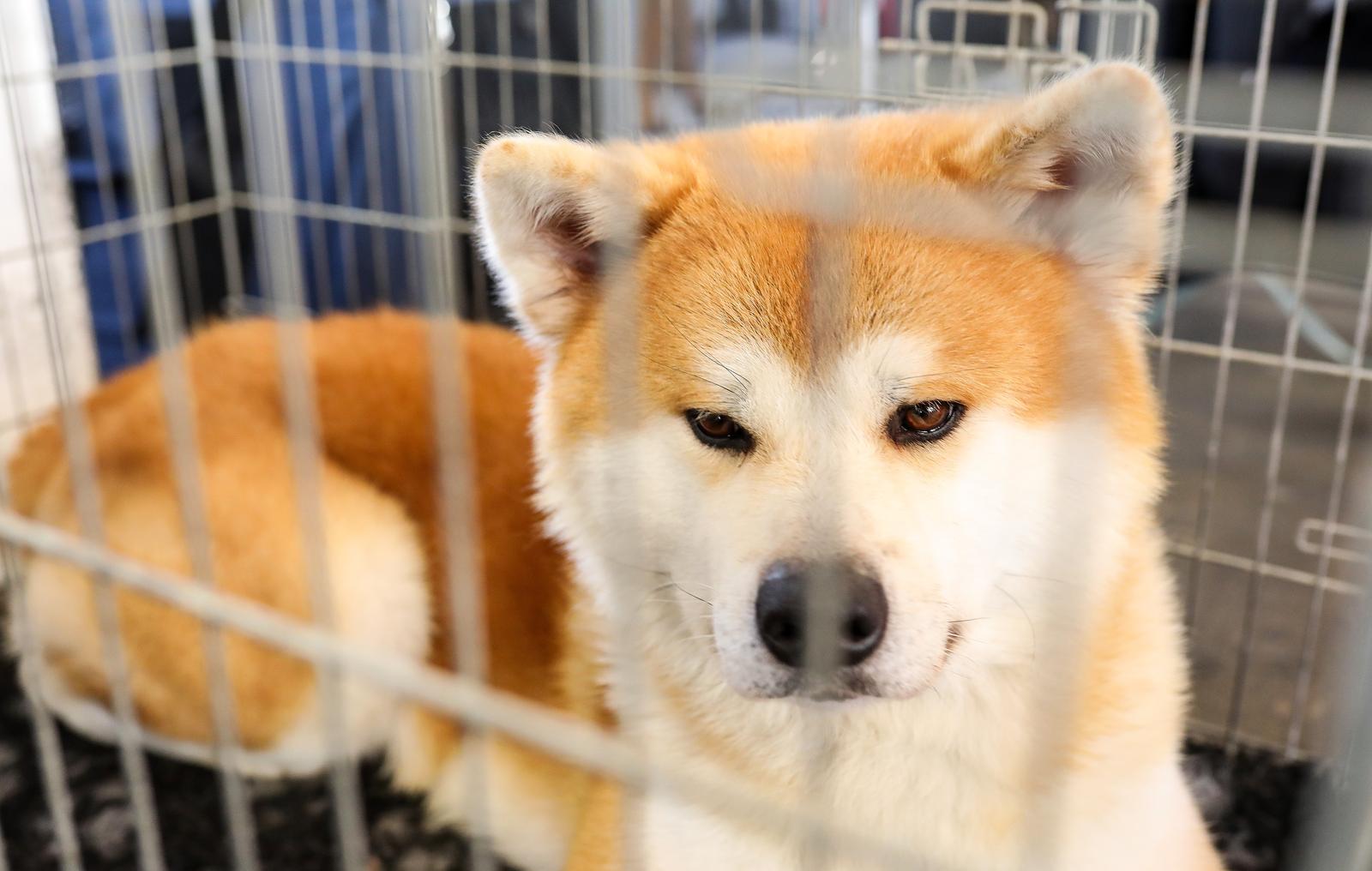 Izložba pasa na Zagrebačkom velesajmu Izložba pasa na Zagrebačkom velesajmu