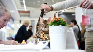 Međunarodna izložba mačaka