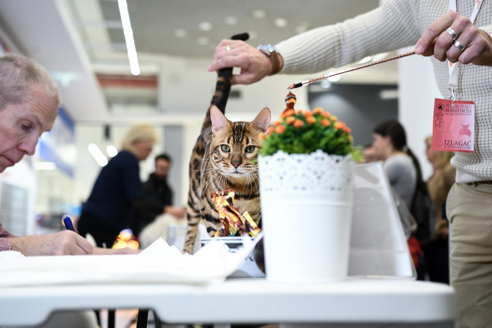 Međunarodna izložba mačaka