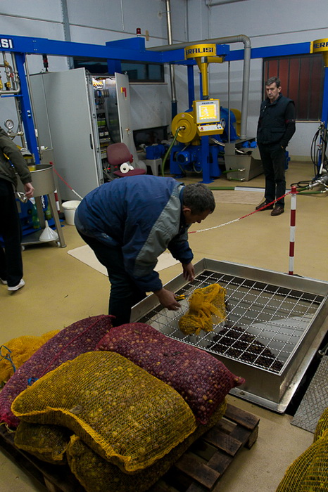 Put masline od stabla do djevicanskog ulja, Foto: Leo Banic Put masline od stabla do djevicanskog ulja, Foto: Leo Banic