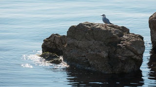 Đir po gradu, 17. siječnja 2025.