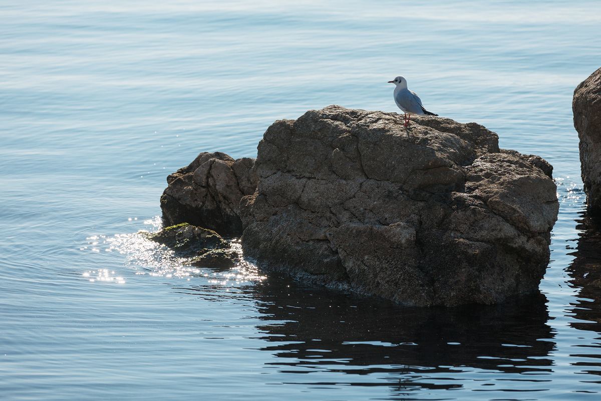 Đir po gradu, 17. siječnja 2025.