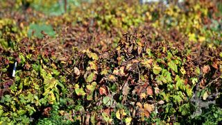 Boje jeseni u vinogradu Boje jeseni u vinogradu