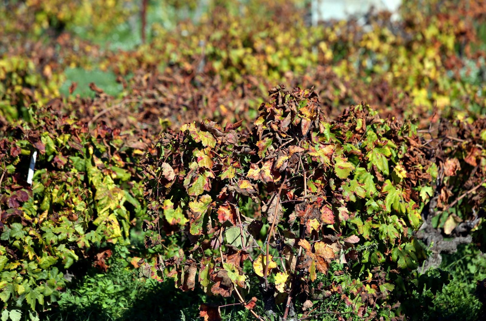 Boje jeseni u vinogradu Boje jeseni u vinogradu