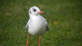 Galebov let (foto:Saša Čuka)