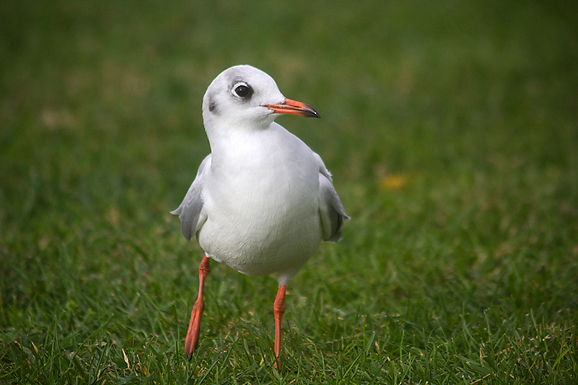 Galebov let (foto:Saša Čuka)