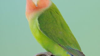 Pobjednici 33. Ornitoloskog prvenstva Hrvatske, Foto: Ivan Dilber Pobjednici 33. Ornitoloskog prvenstva Hrvatske, Foto: Ivan Dilber