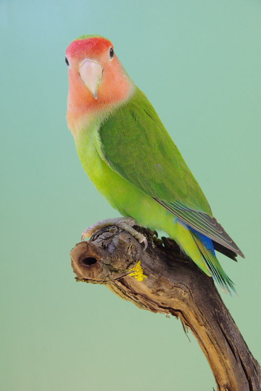 Pobjednici 33. Ornitoloskog prvenstva Hrvatske, Foto: Ivan Dilber Pobjednici 33. Ornitoloskog prvenstva Hrvatske, Foto: Ivan Dilber