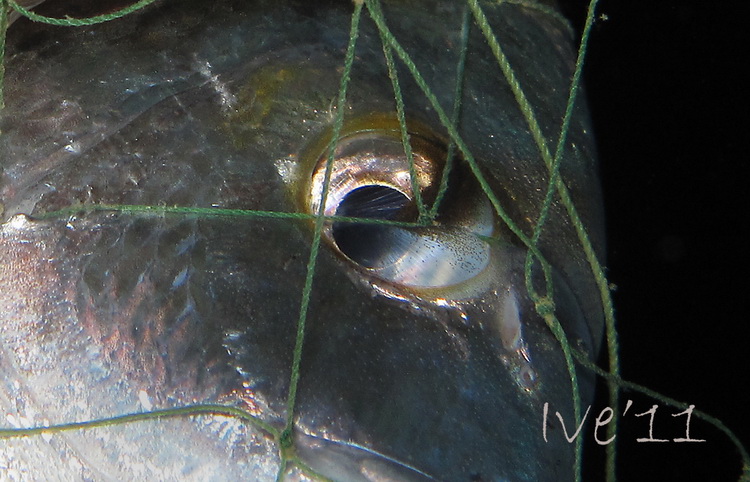 Čudesno zadarsko podmorje: U trapuli, Foto: Ive Šoša Čudesno zadarsko podmorje: U trapuli, Foto: Ive Šoša
