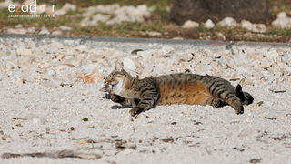 Đir po gradu, ponedjeljak 13. studenog 2023.