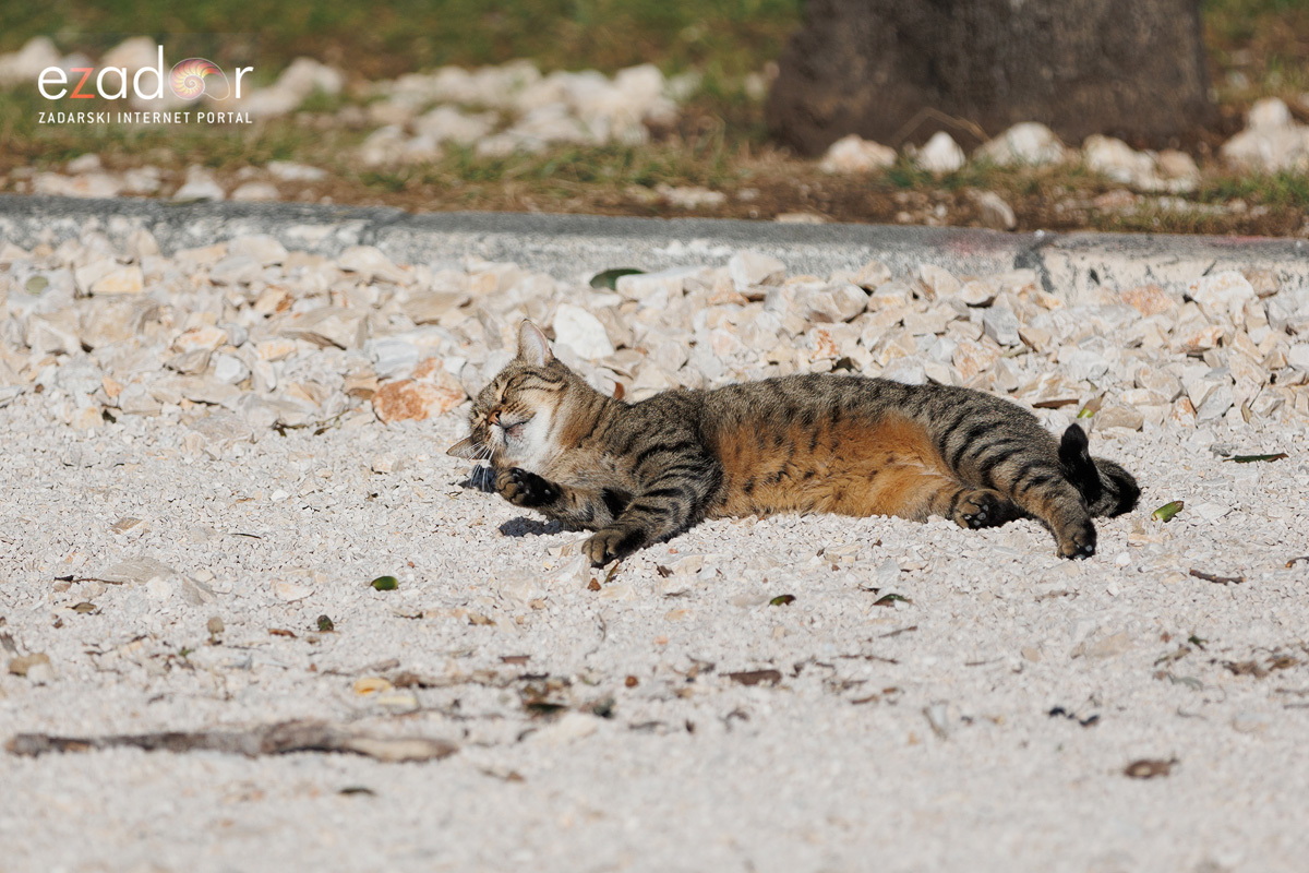 Đir po gradu, ponedjeljak 13. studenog 2023.
