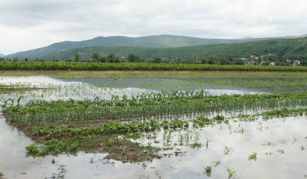 Poplavljeni usjevi