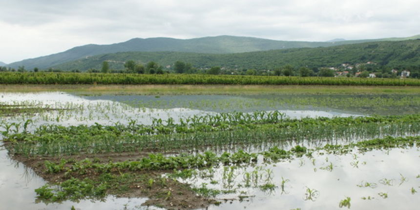 Poplavljeni usjevi