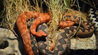 Otvorenje izložbe “Zmije – opasna ljepota”, foto: Iva Perinčić Otvorenje izložbe “Zmije – opasna ljepota”, foto: Iva Perinčić