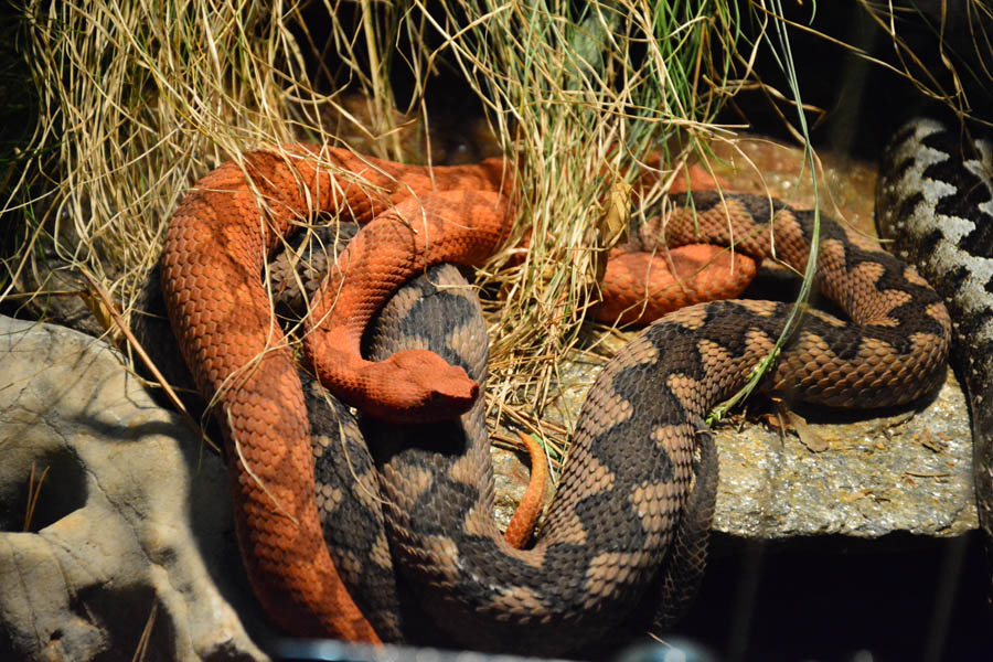 Otvorenje izložbe “Zmije – opasna ljepota”, foto: Iva Perinčić Otvorenje izložbe “Zmije – opasna ljepota”, foto: Iva Perinčić